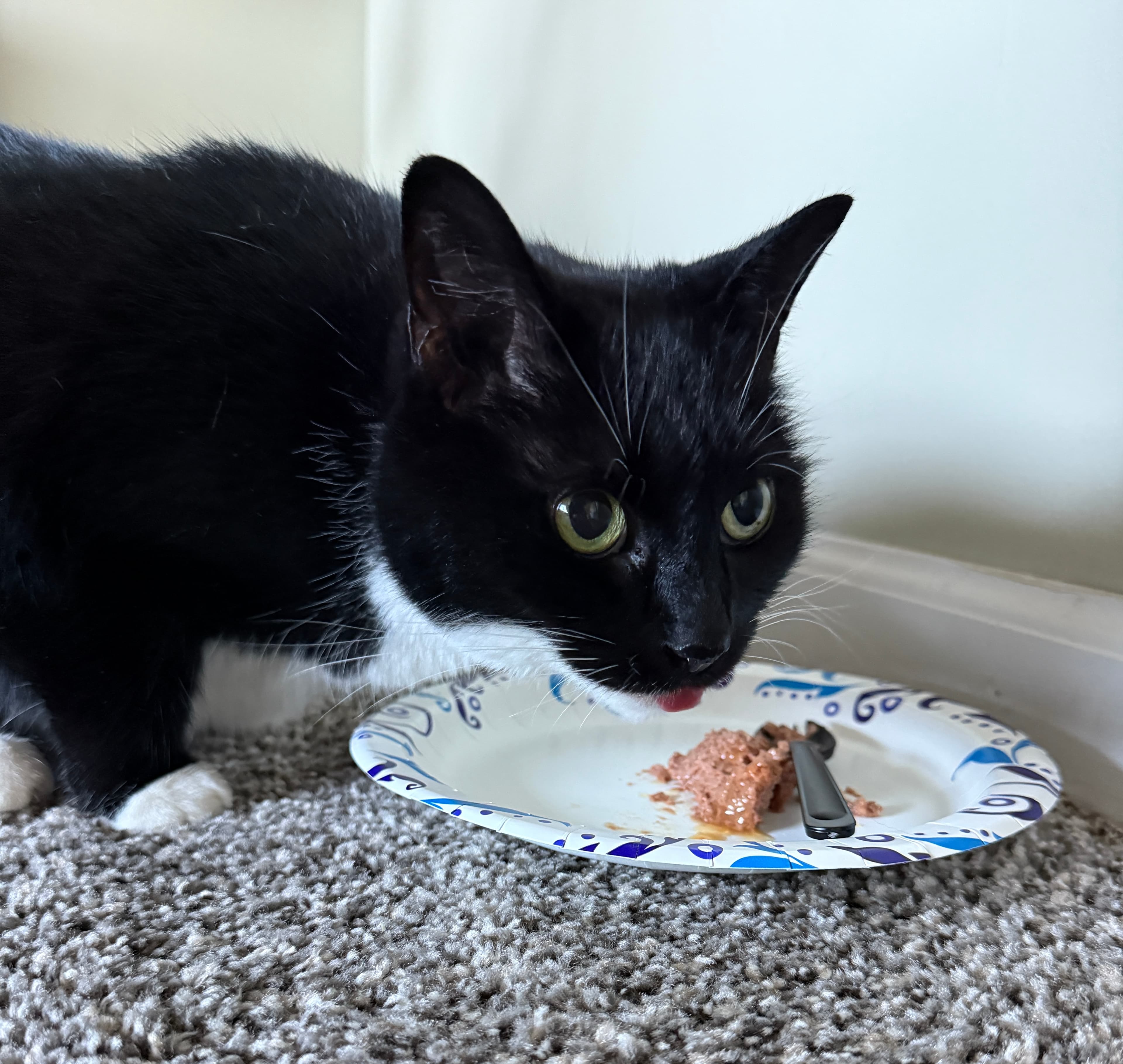 photo of Nylah arrived to our home